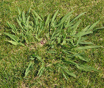 Get Rid Of The Stubborn Dallisgrass In Your Yard With These Tips